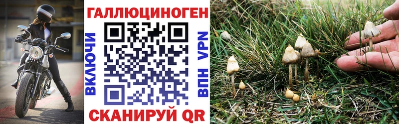 Псилоцибиновые грибы Psilocybe  блэк спрут вход  Макарьев  купить  